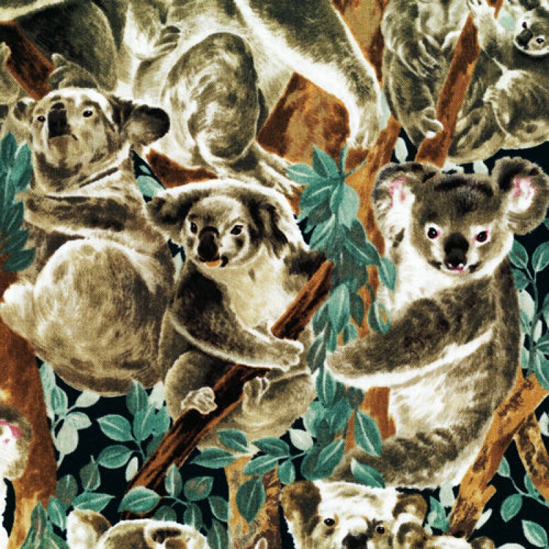 Living Wonders : Koala bjørne