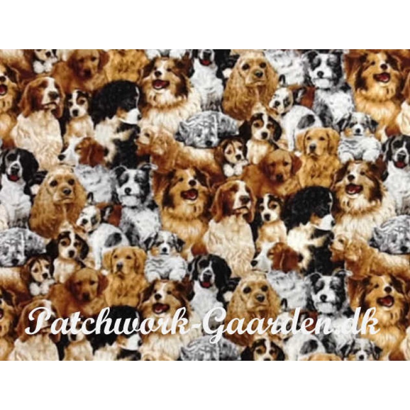 Friendly 4 Paws : Hunde