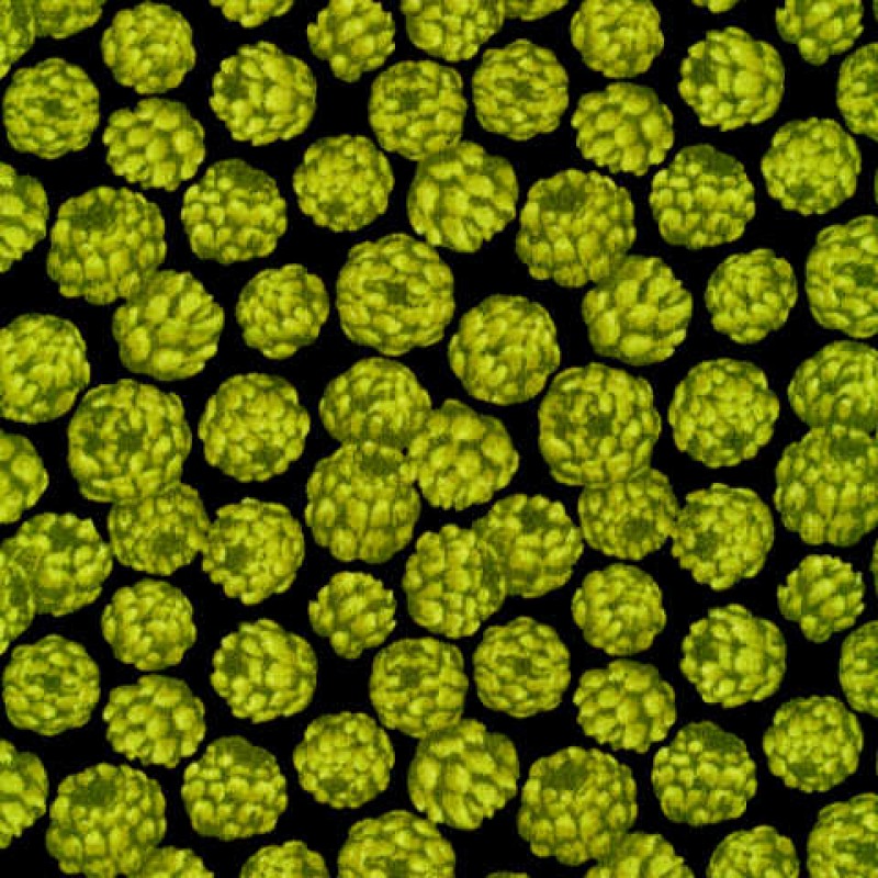 Farmer John's Mini Market : Artiskok