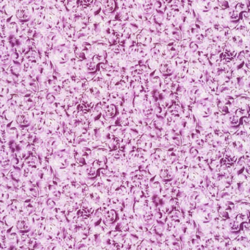 Focus : Rhapsody Lilac