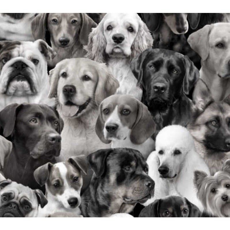 Dog Breeds : Hunde i sort/hvidt