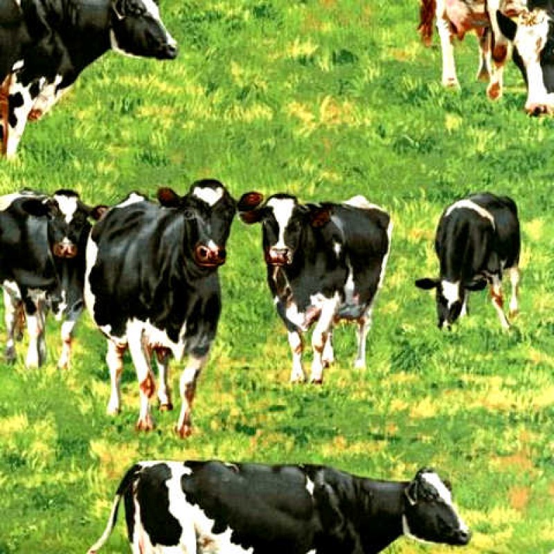 Down on the Farm : Køer