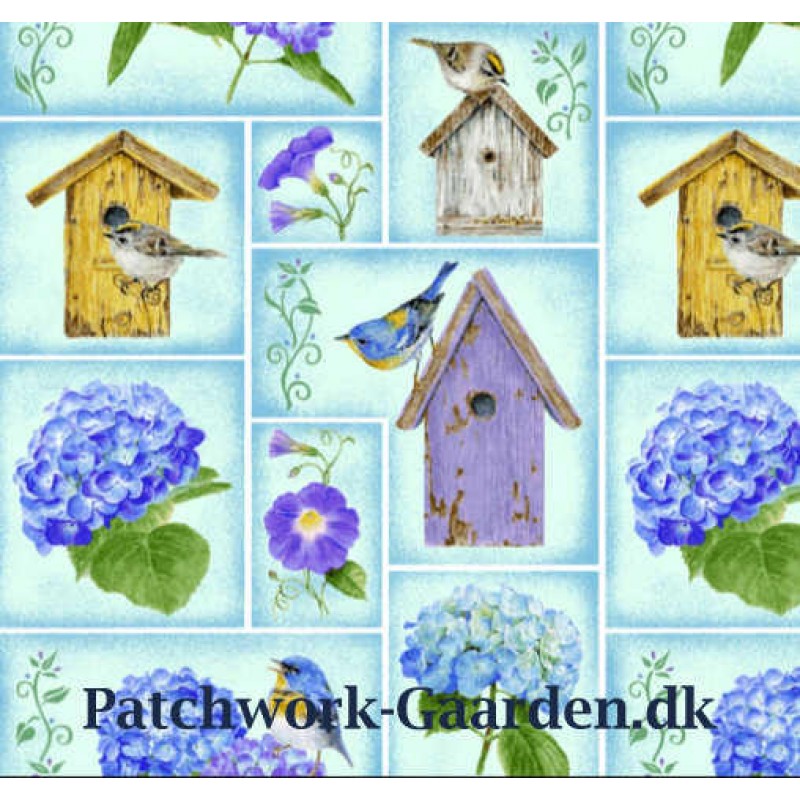 Hydrangea Birdsong : Billeder