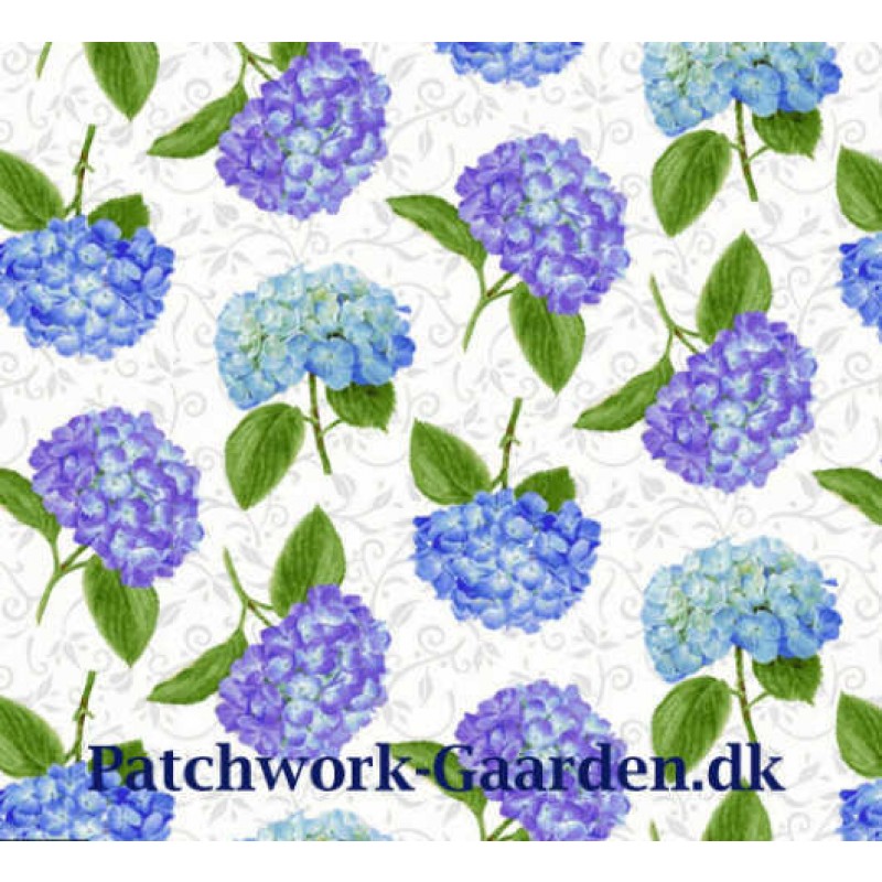 Hydrangea Birdsong : Hortensia