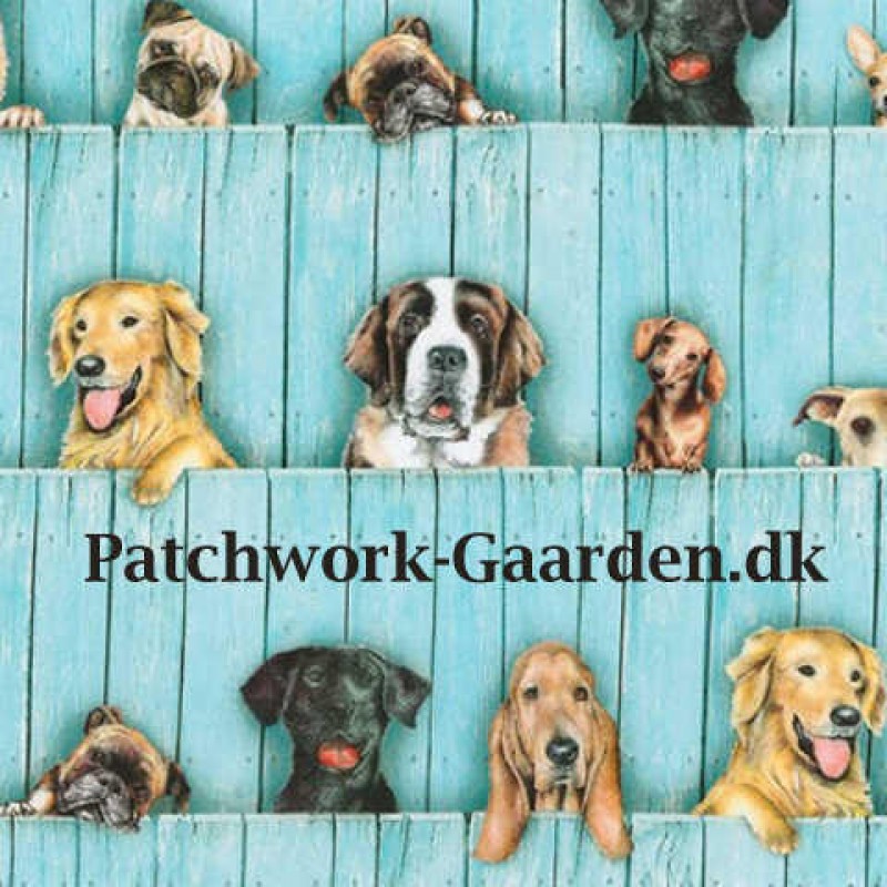 Whisker & Tails : Hunde på rækker.