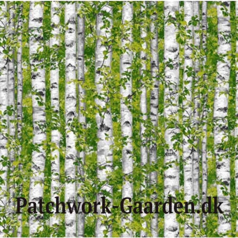 Naturescapes : Birke træer