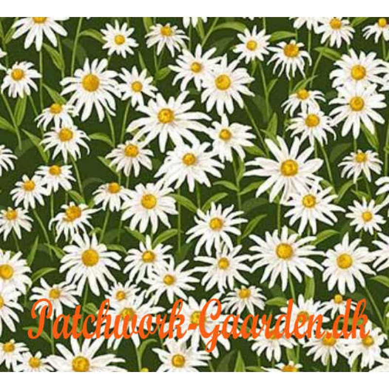 Abundant Garden : Marguritter