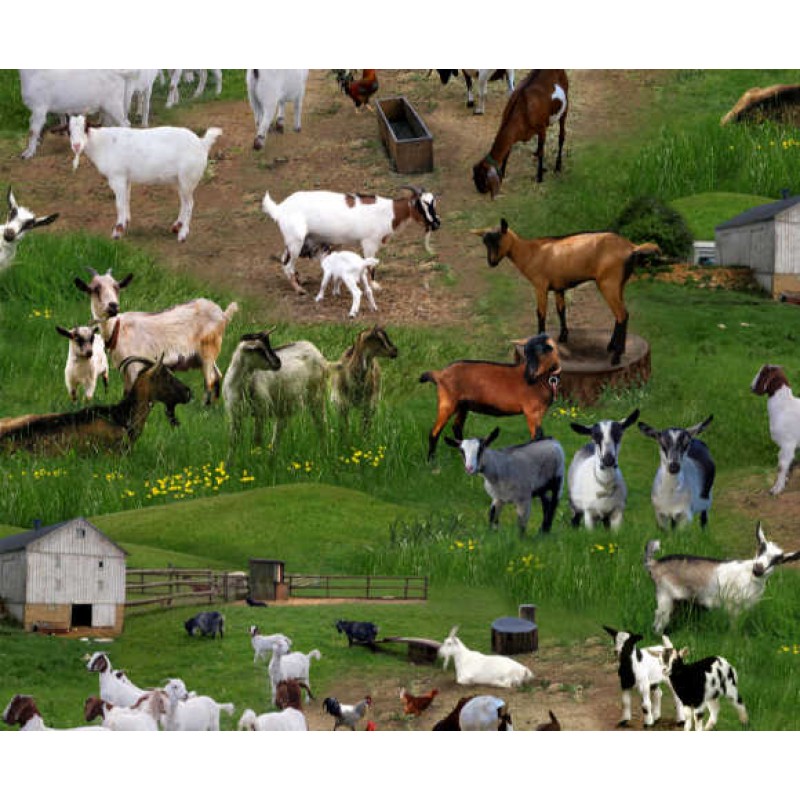 Farm Animals : Geder