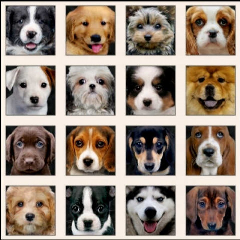 Adorable Pets - Hunde portrætter