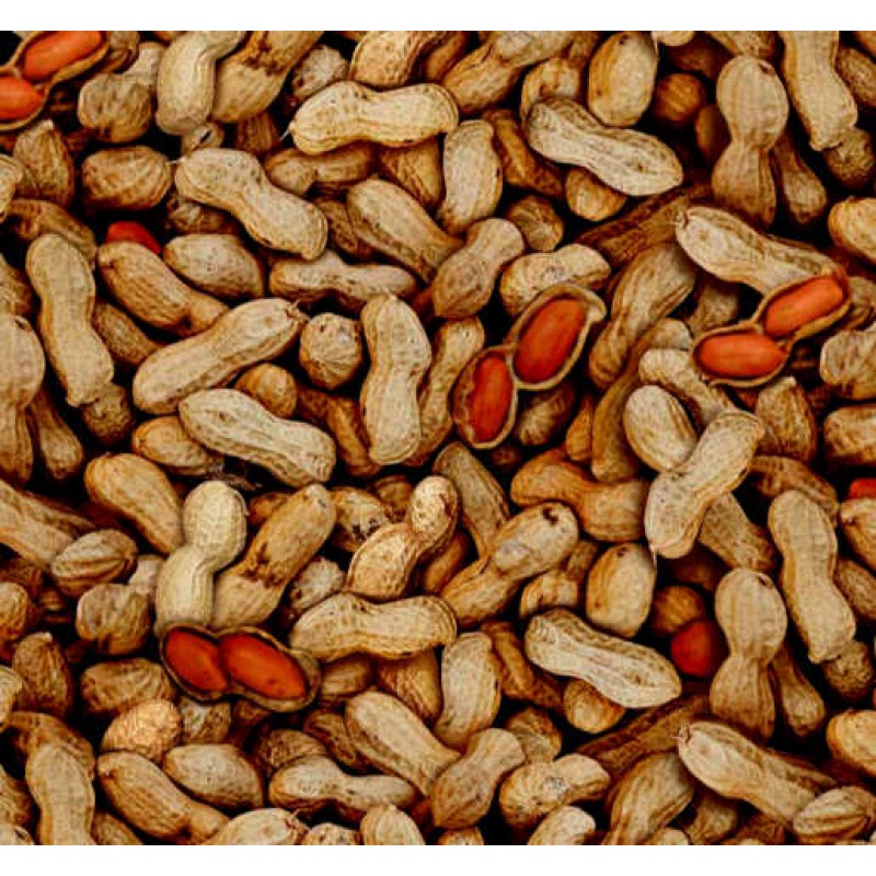 Food Festival : Peanuts / Jordnødder