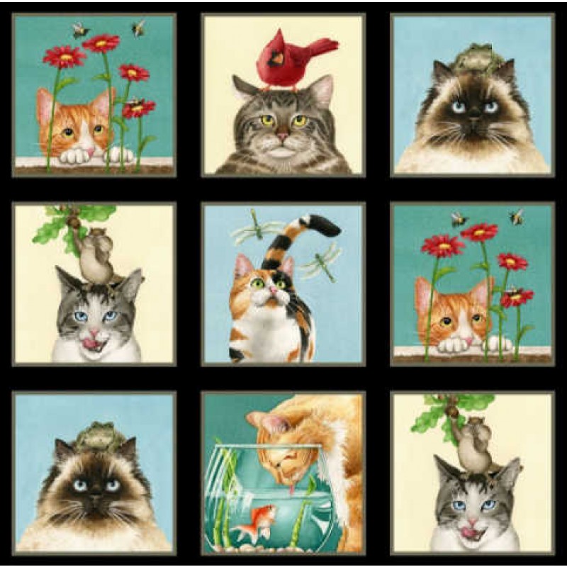 Curious Cats : Store Billeder