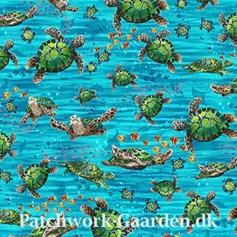 Ocean State : Skildpadder