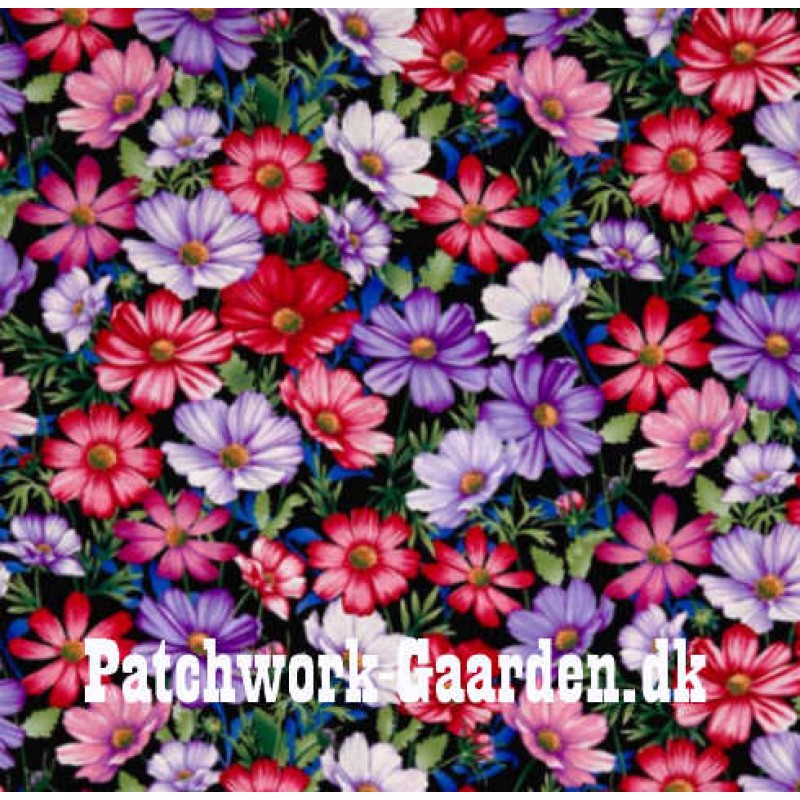 Botanica Blooms : Cosmea Blomster