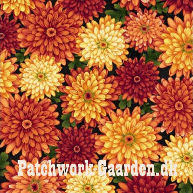 Autumn Album : Asters blomster