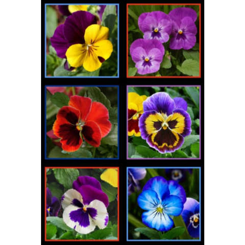 Lovely Pansies : Store billeder
