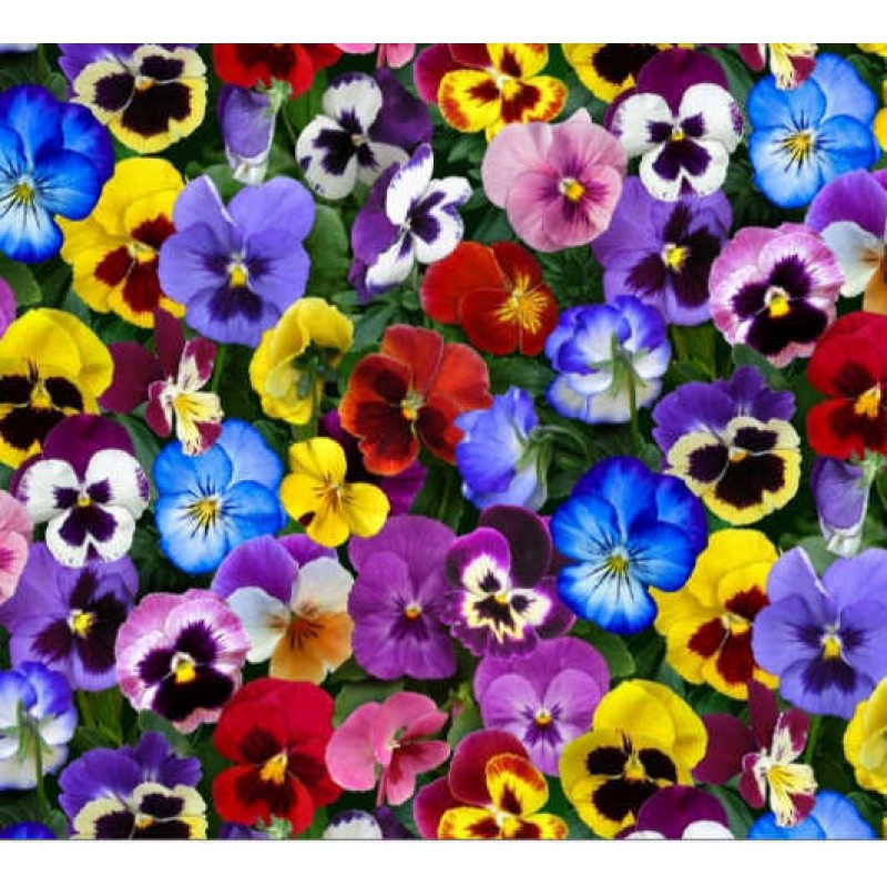 Lovely Pansies : Stedmoder blomster