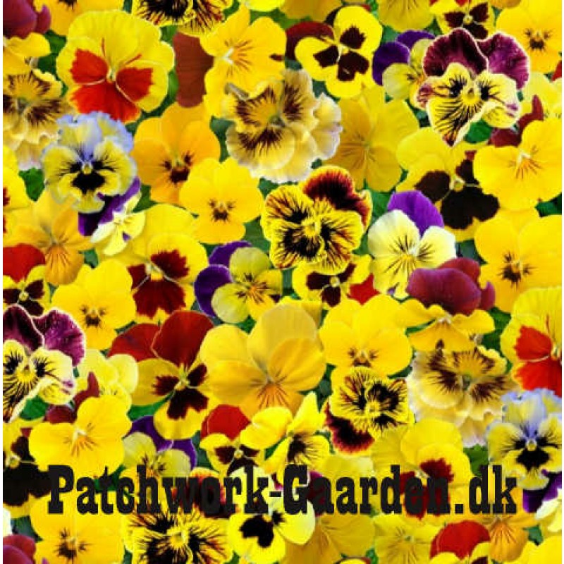 Lovely Pansies : Gule stedmoder blomster