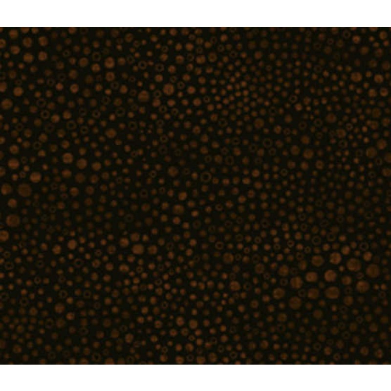 Bear Essentials 2 : Brune prikker