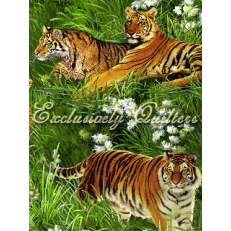 Tigers : Tigere i græsset