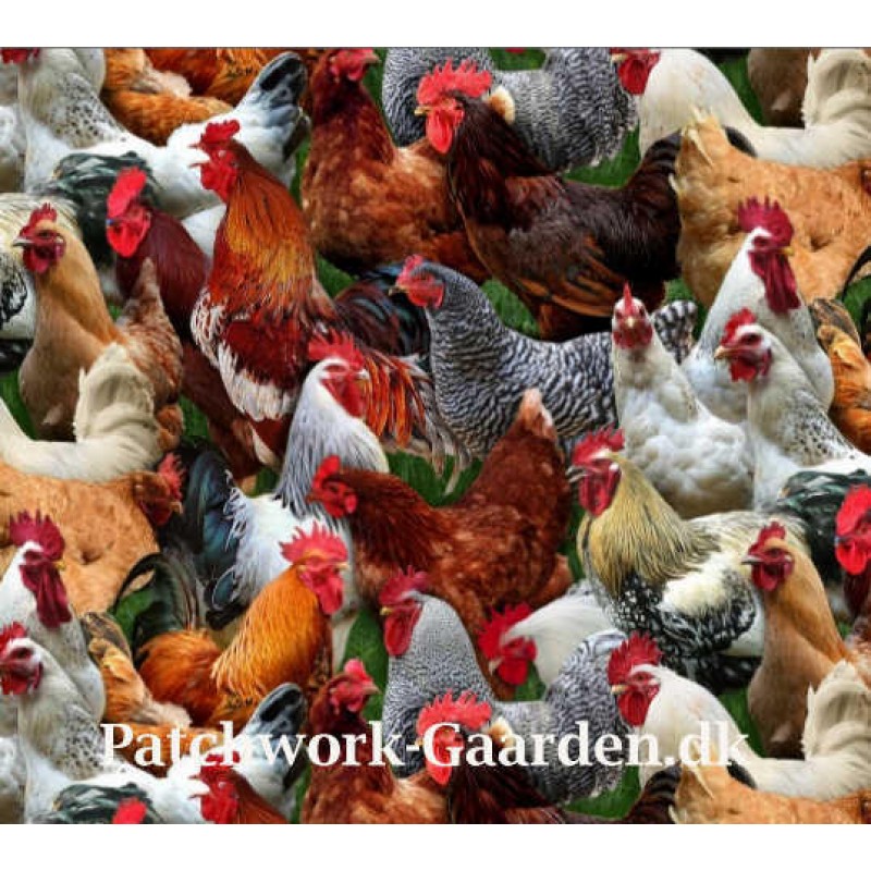 Farm animals : Høns