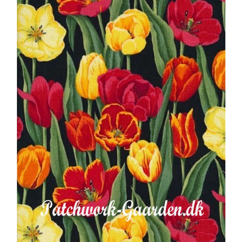 Flower heads : Tulipaner