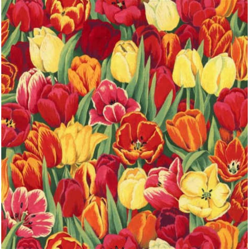 Tulips : Tulipaner