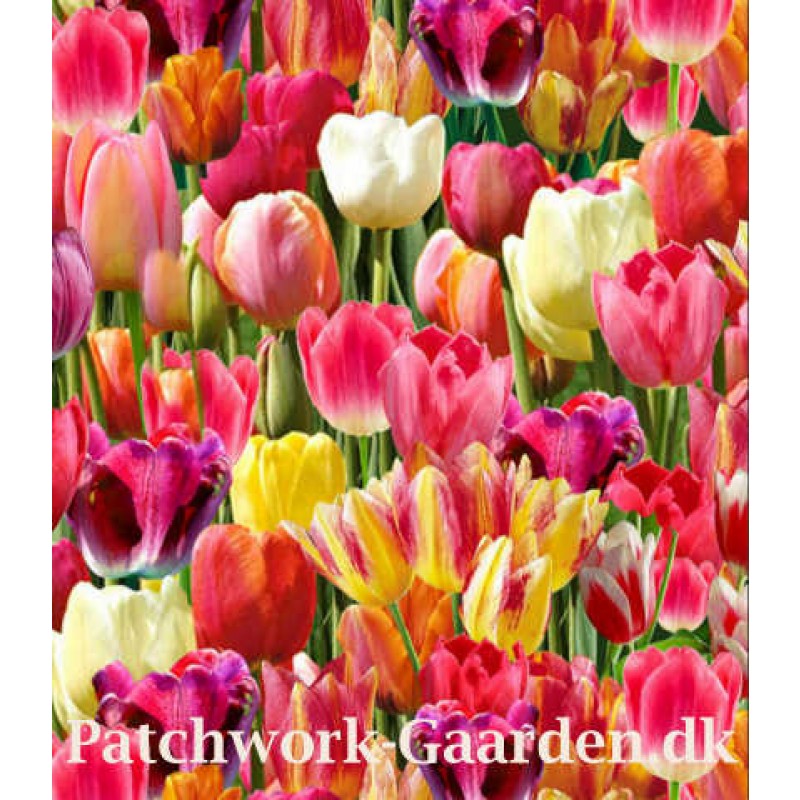 Tulip Farm : Tulipaner
