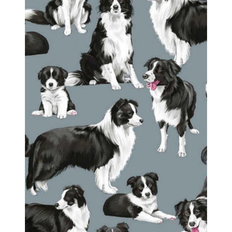 Dogs : Border Collie