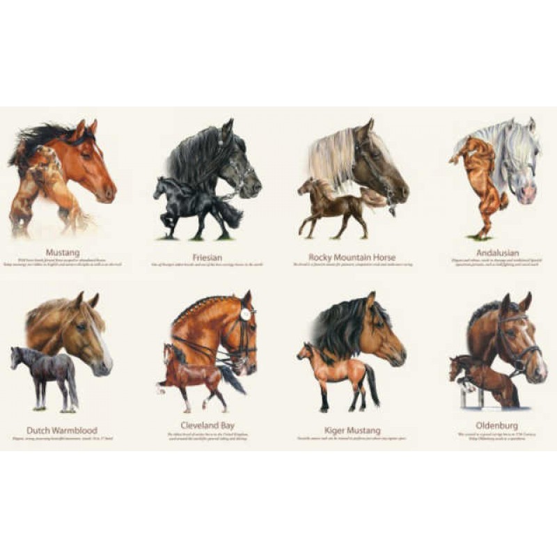 Horse Breeds