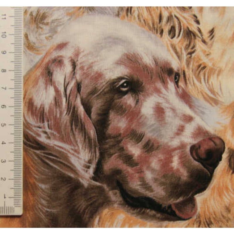 NEDSATBestofShowPackedSpaniels-0