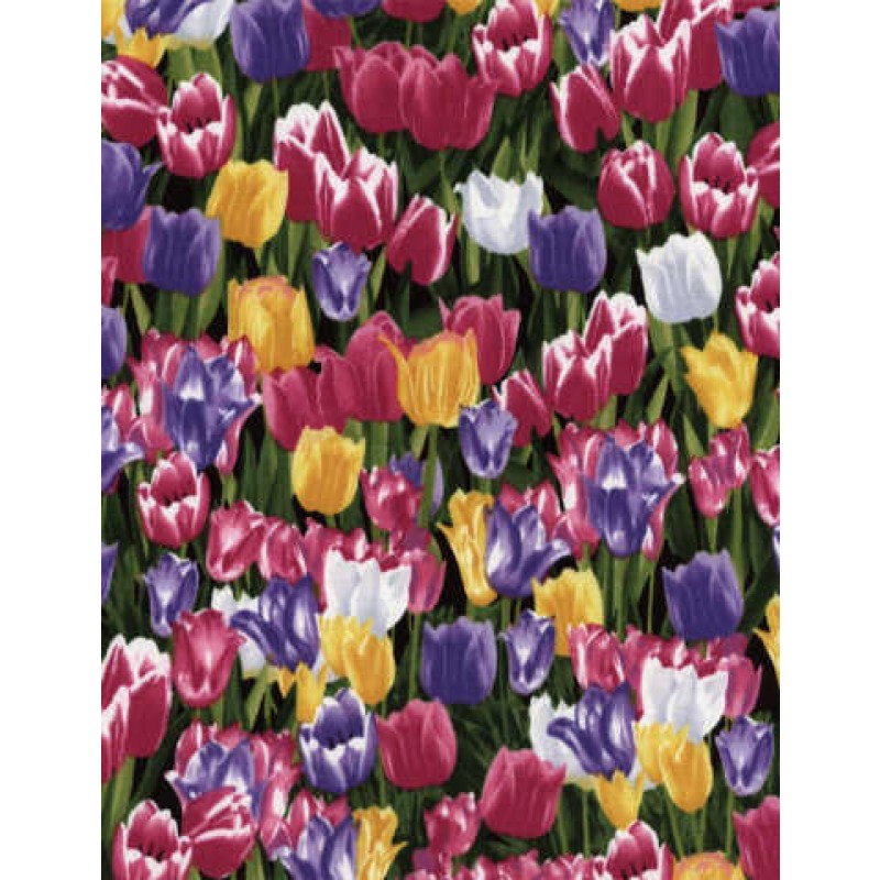 Botanical Garden : Tulipaner