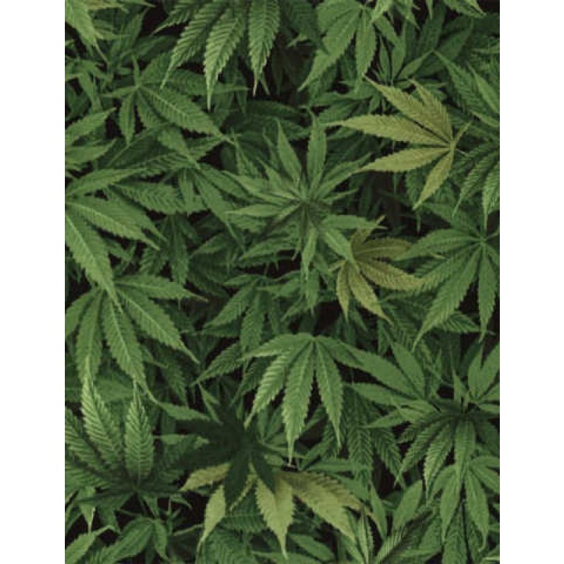Nature Green : Cannabis Leaf