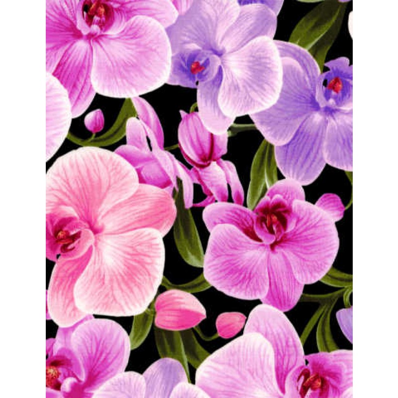 Orchids : Store Orchide Blomster