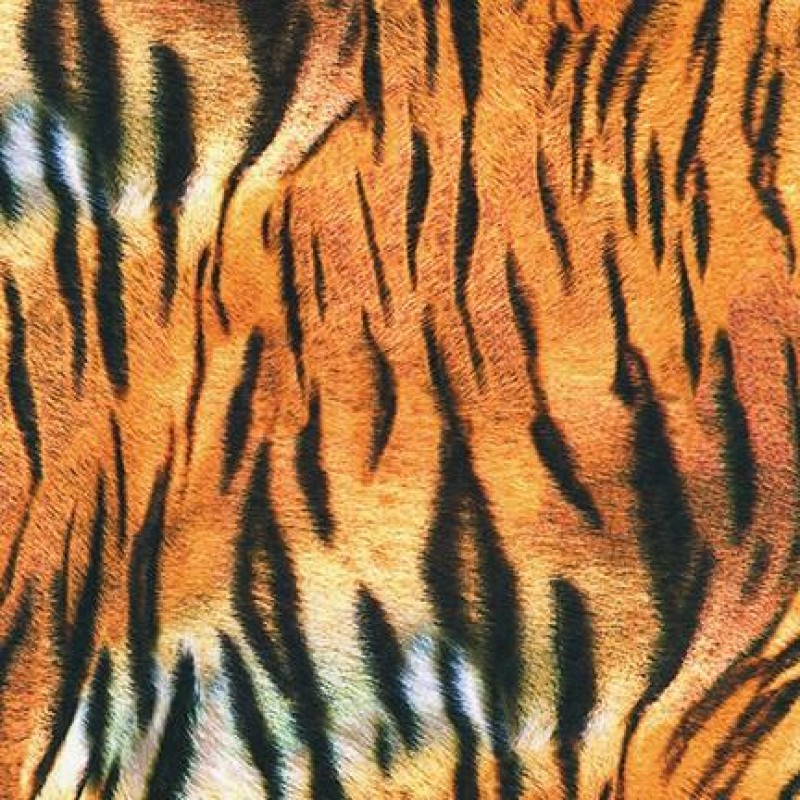 ANIMAL KINGDOM : Tiger Striber