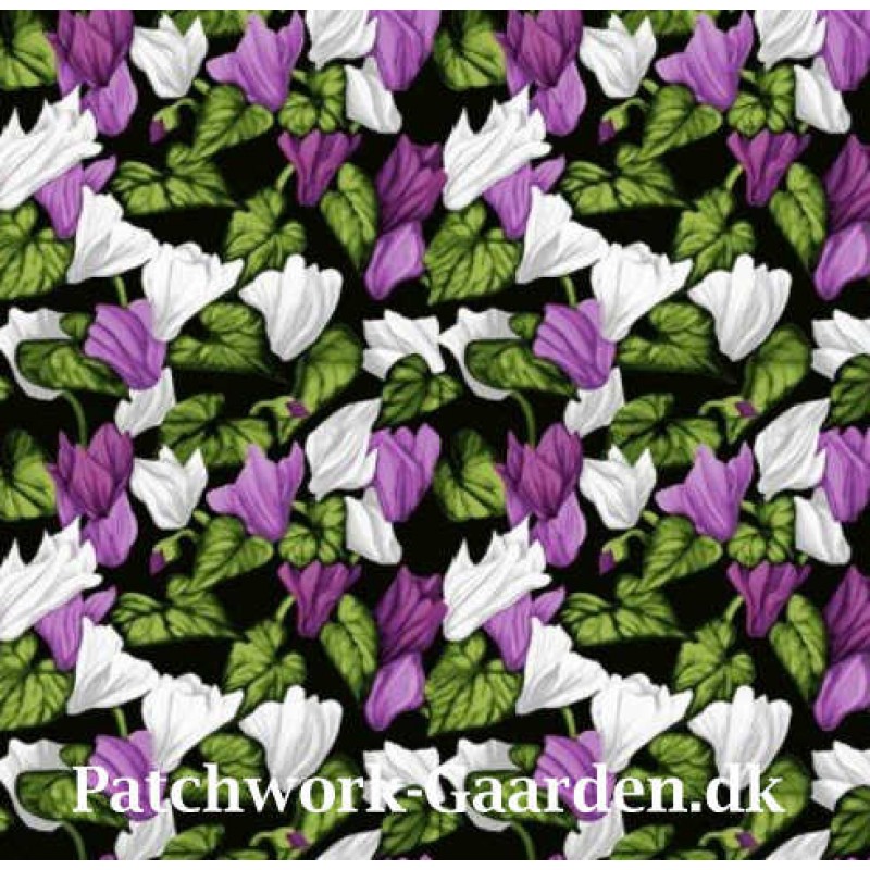 Misty Meadow : Lilla Alpeviol