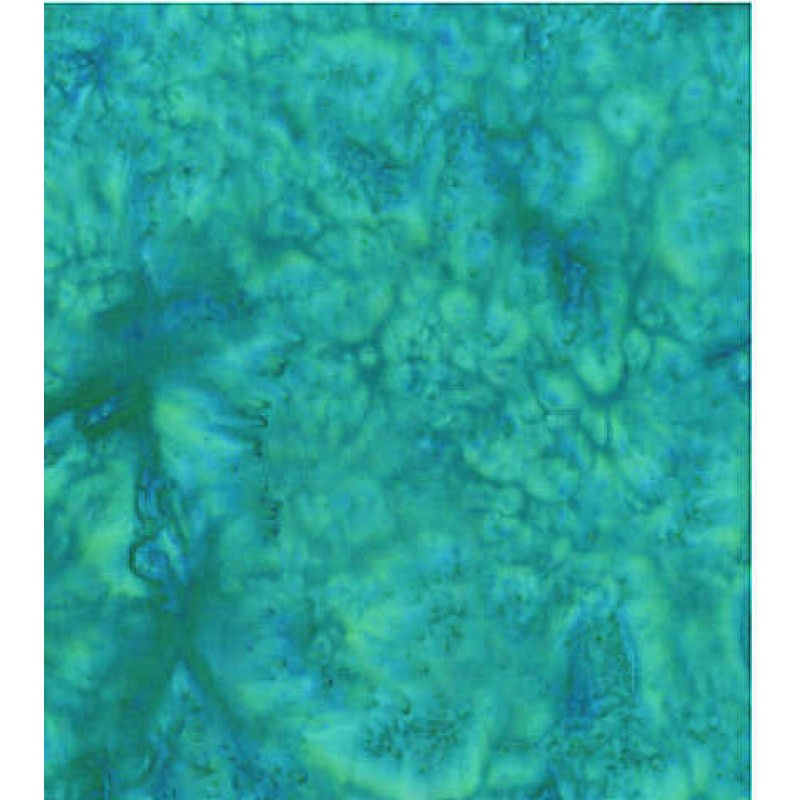 Anthology - BeColorful : BC20q-x Day Dream