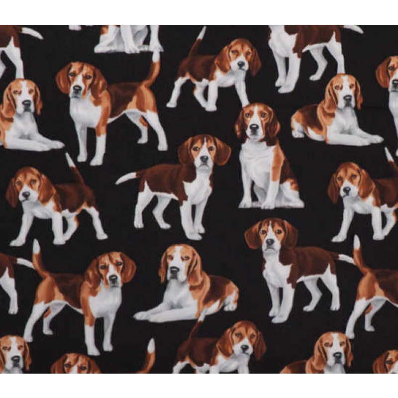 purebreed - Beagle