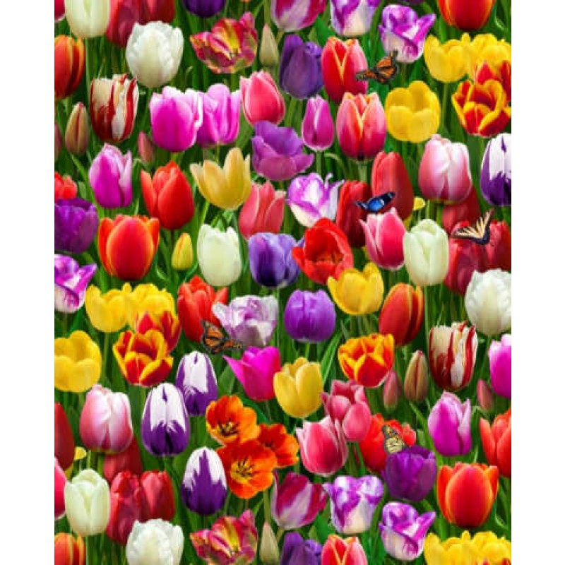 Digital Garden - Tulipaner