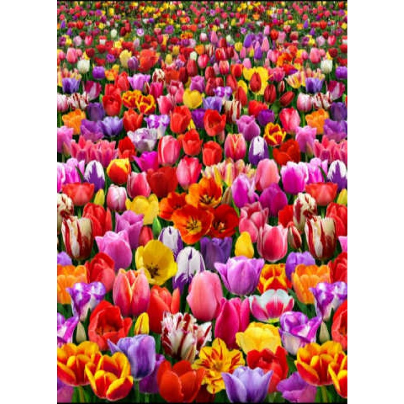 Digital Garden - Tulips