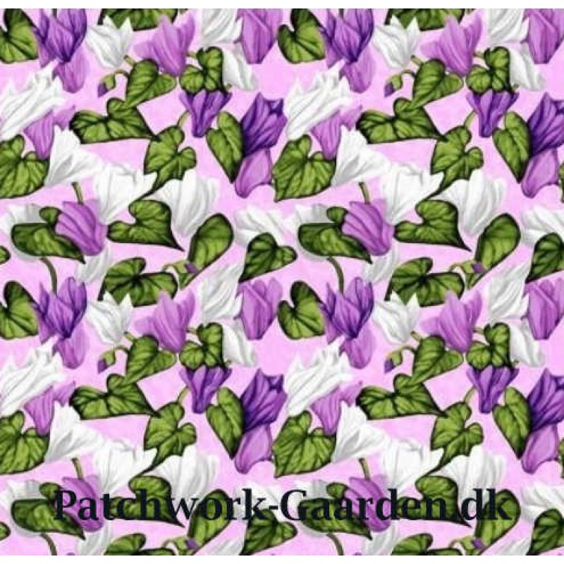 Misty Meadow : Alpevioler