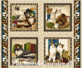 FourPawsStorekattebilleder-20