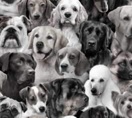 DogBreedsHundeisorthvidt-20