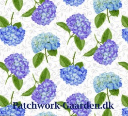 HydrangeaBirdsongHortensia-20