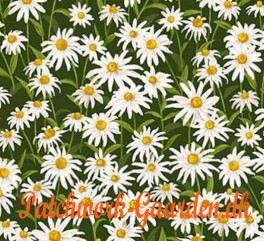 AbundantGardenMarguritter-20