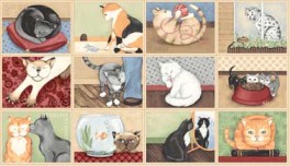 Cattitudesstorebilleder-20