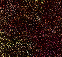 Handpaintbasicrdeorangeprikke-20