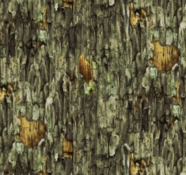 HoosTreeBark-20