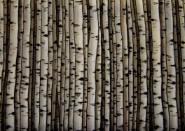 Countrysidebirkestammer-20