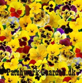 LovelyPansiesGulestedmoderblomster-20