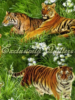 TigersTigereigrsset-20